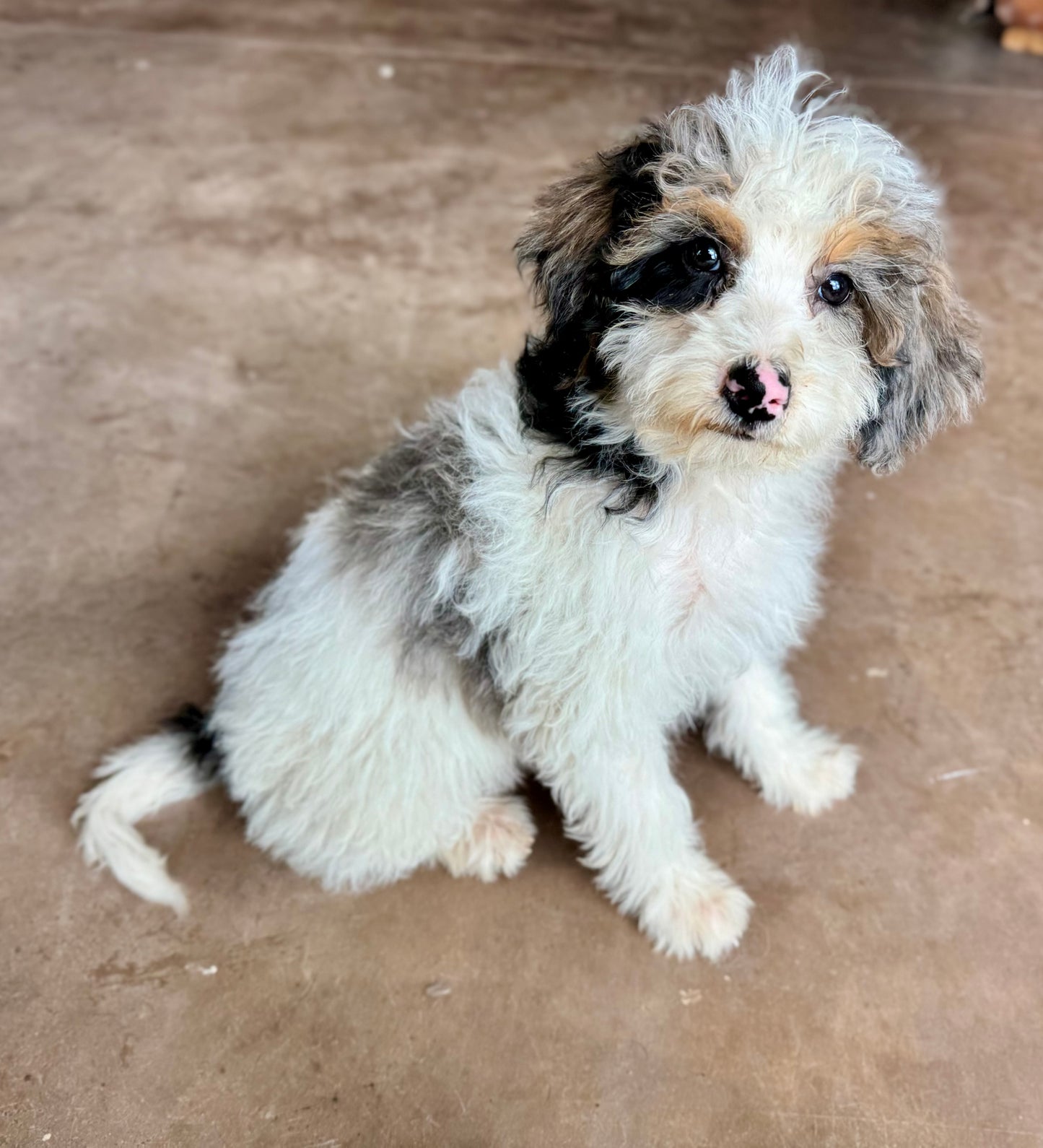 F1B mini Bernedoodle (male) “ Doc”