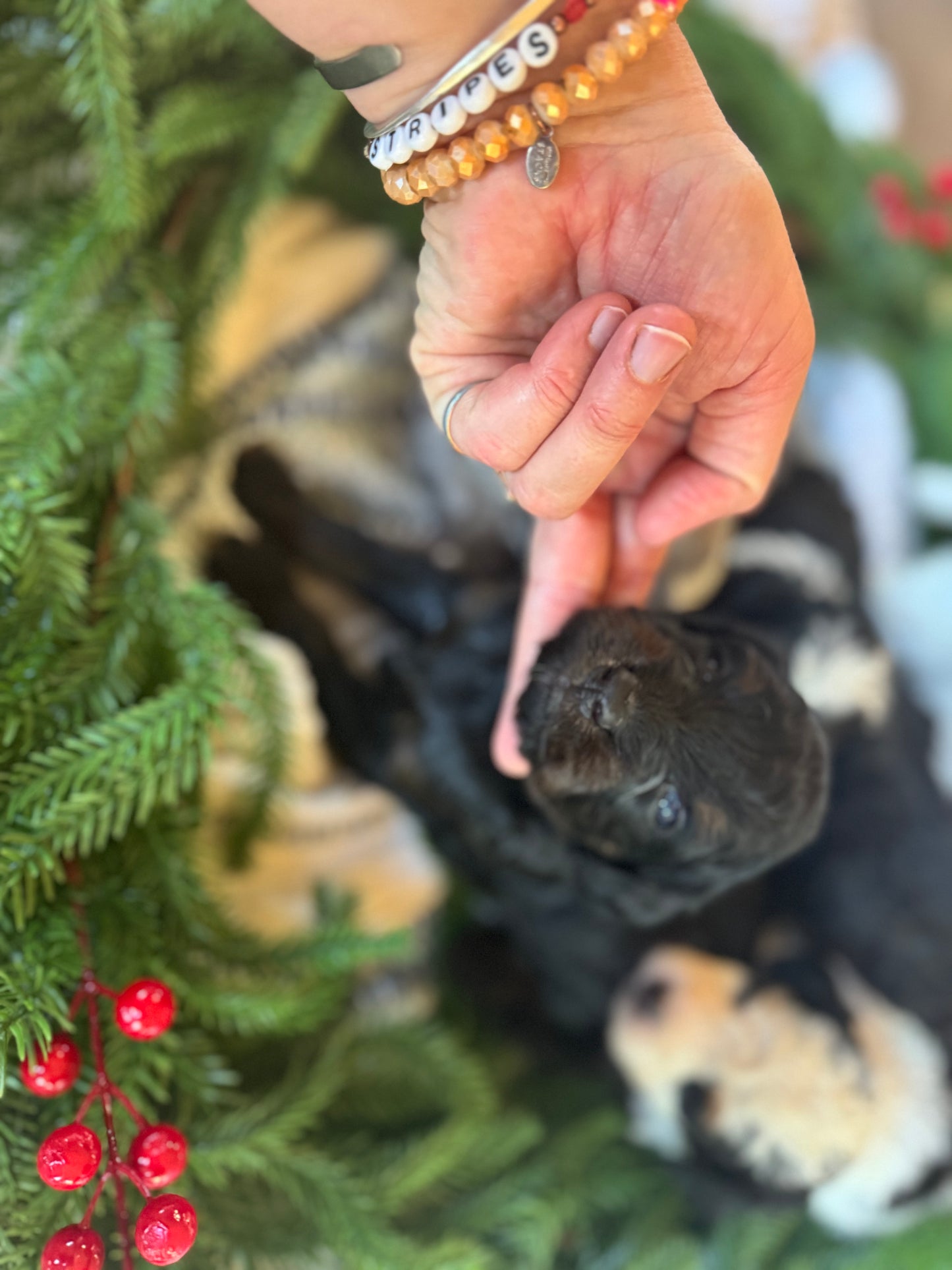 F1B Micro/Mini Bernedoodle (male) "Harry”