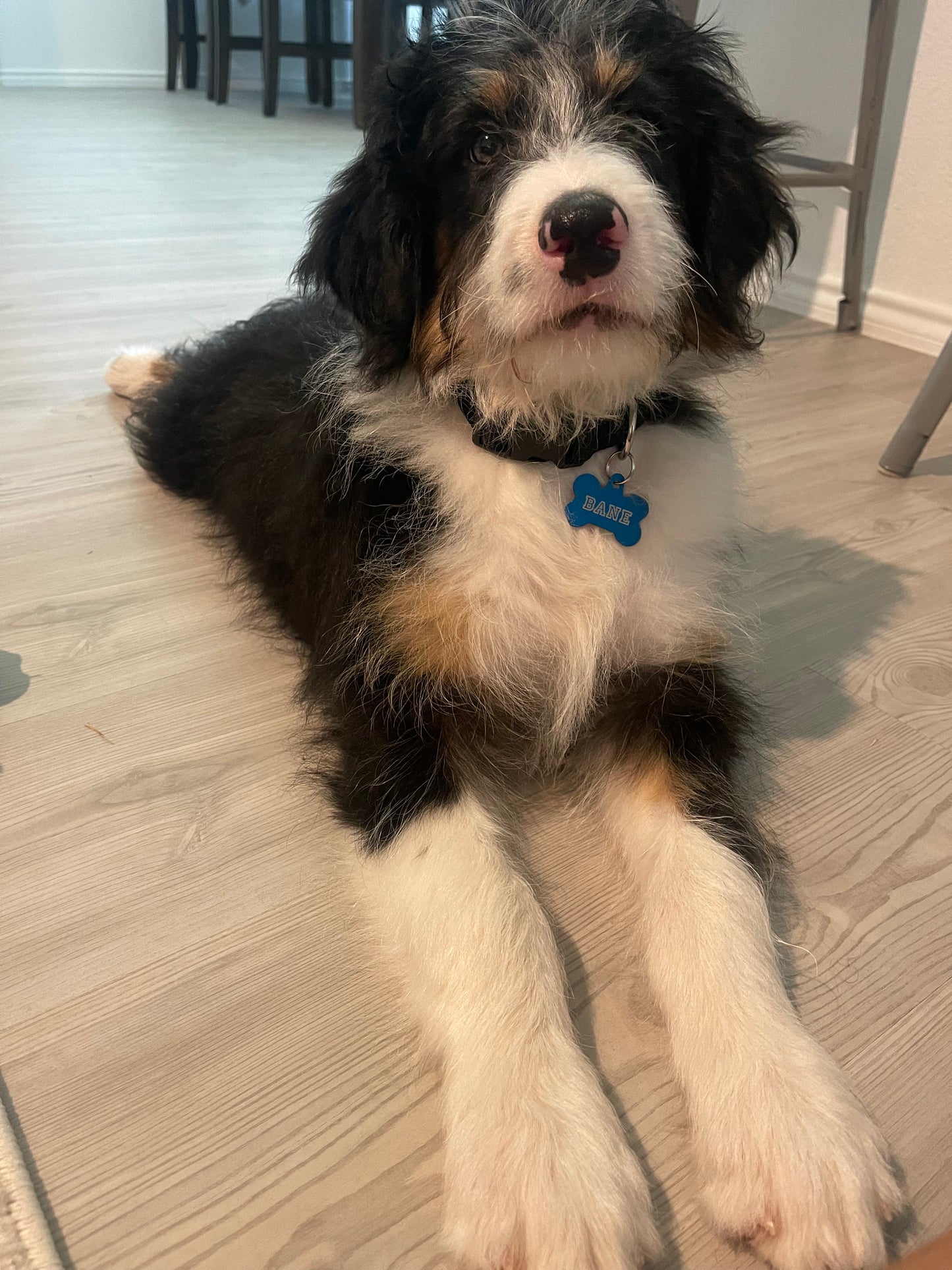 F1 Standard Bernedoodle (male) "black cat"