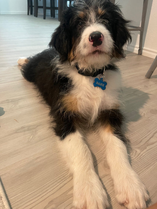 F1 Standard Bernedoodle (male) "black cat"