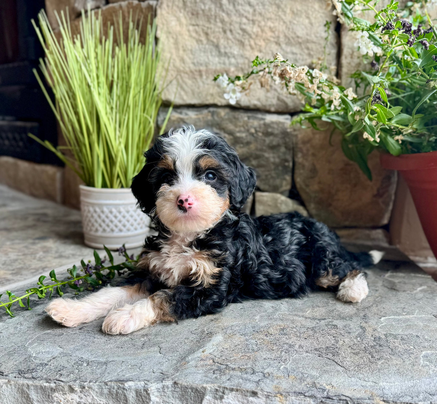 F1B mini Bernedoodle (female) “Sneezy”
