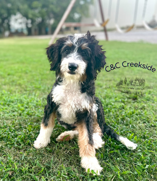 F1 Mini Bernedoodle (Female) "Reba McEntire"