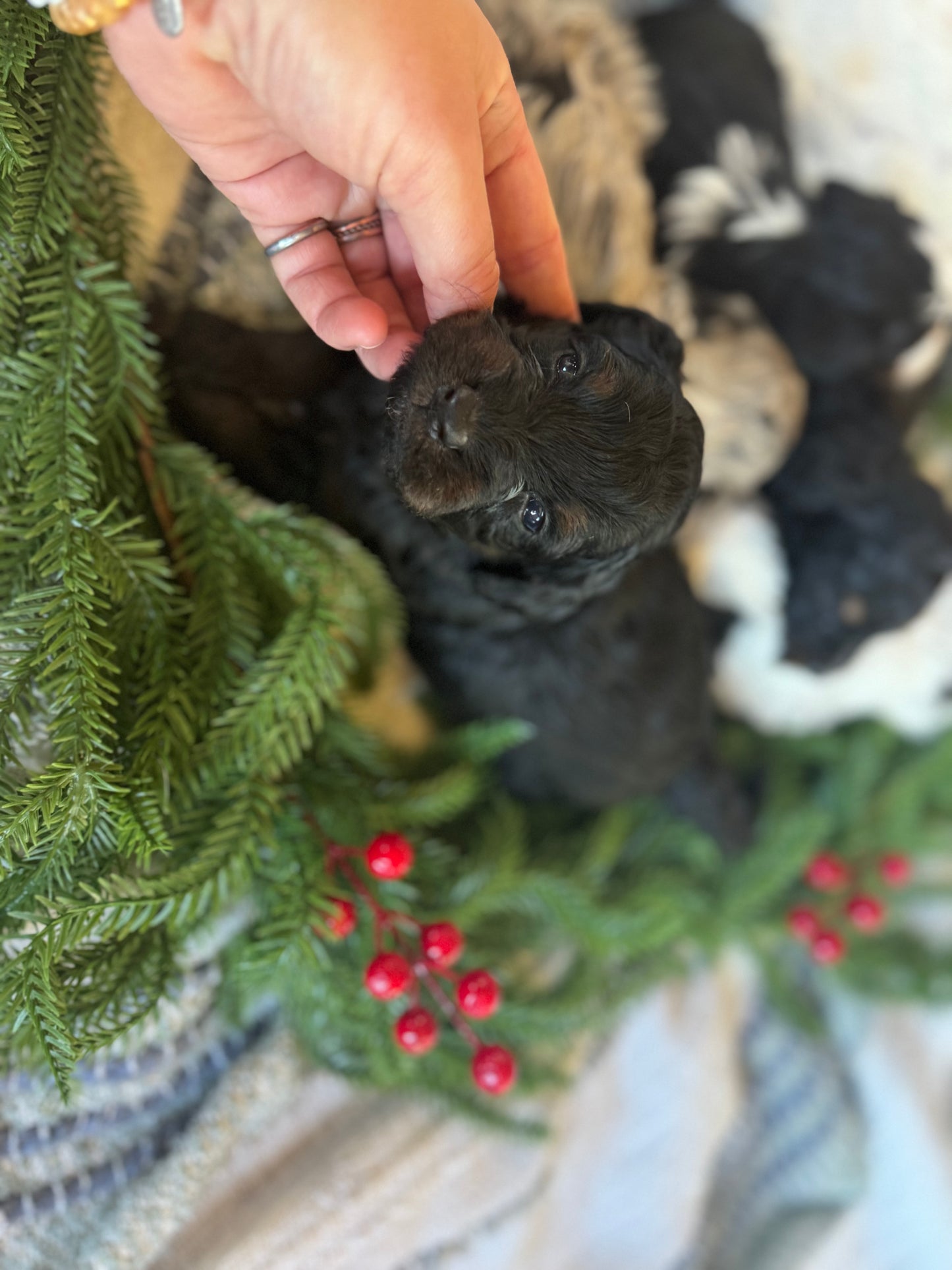 F1B Micro/Mini Bernedoodle (male) "Harry”