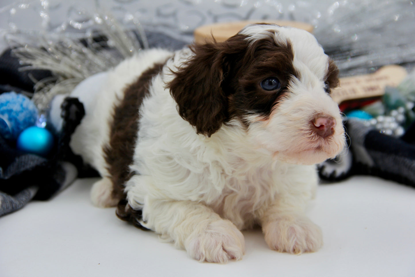 F1bb Micro/Mini Bernedoodle (female) "Miss Joey"