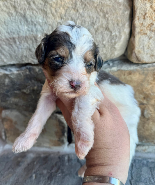 F1B Mini/ Medium Bernedoodle (female) “Sierra Mist”
