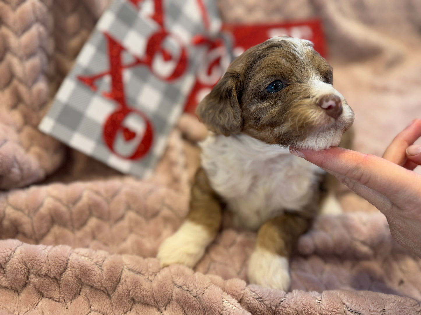 F1b Mini Bernedoodle (male) "Luke”