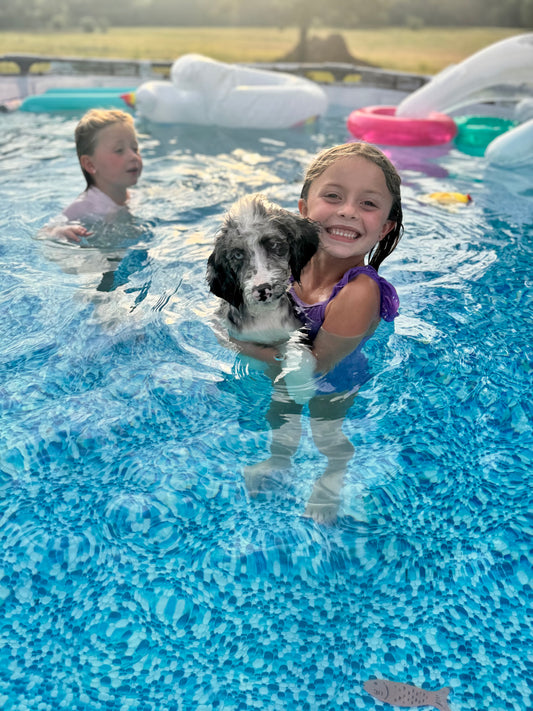 F1B Mini Bernedoodle (Female) "Lilo”