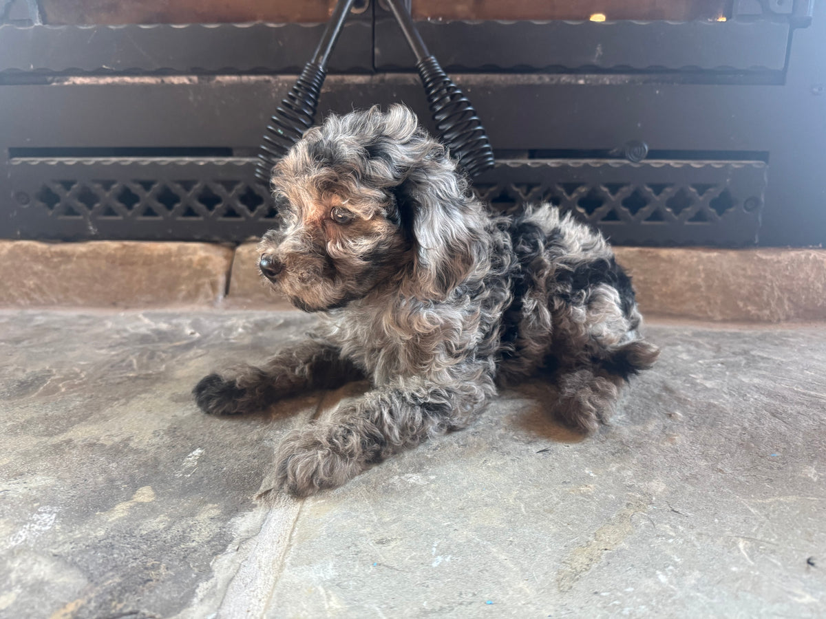 Micro/Mini Bernedoodle (female) “Sandy”