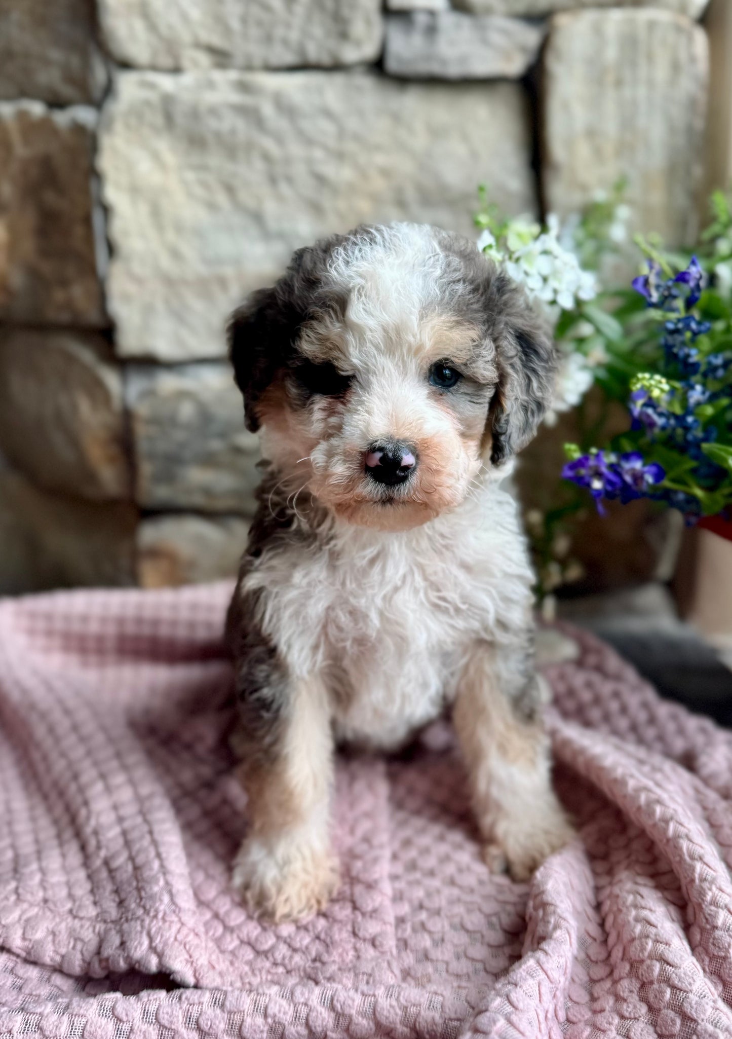 F1B Mini/ Medium Bernedoodle (male) “Dr.Pepper”