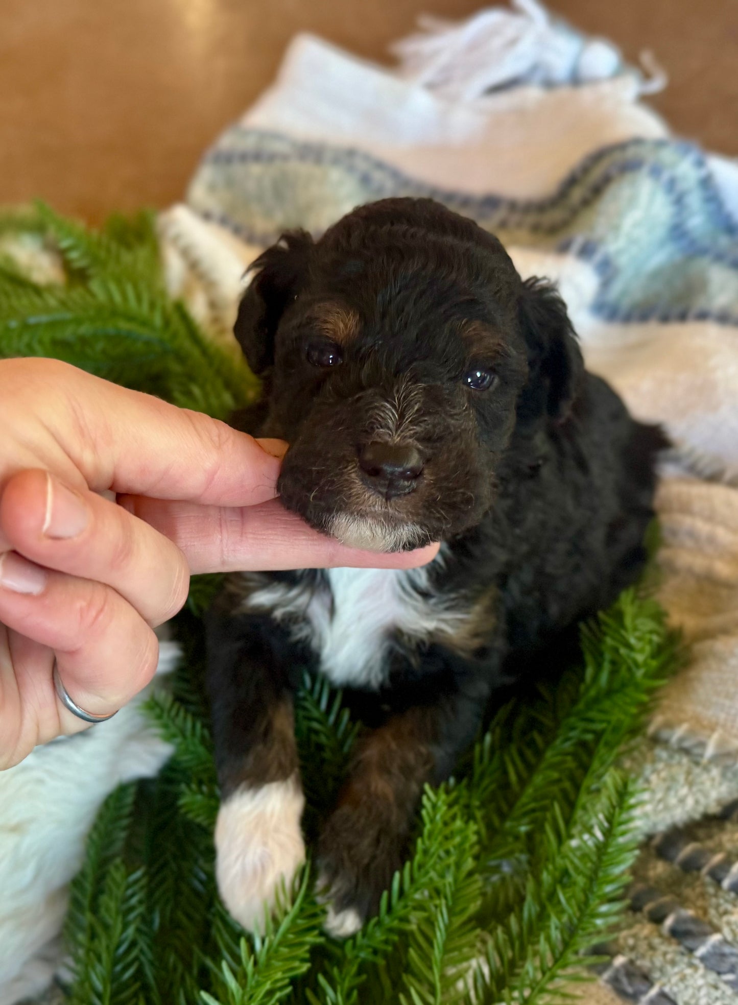 F1B Micro/Mini Bernedoodle (male) "Marv”