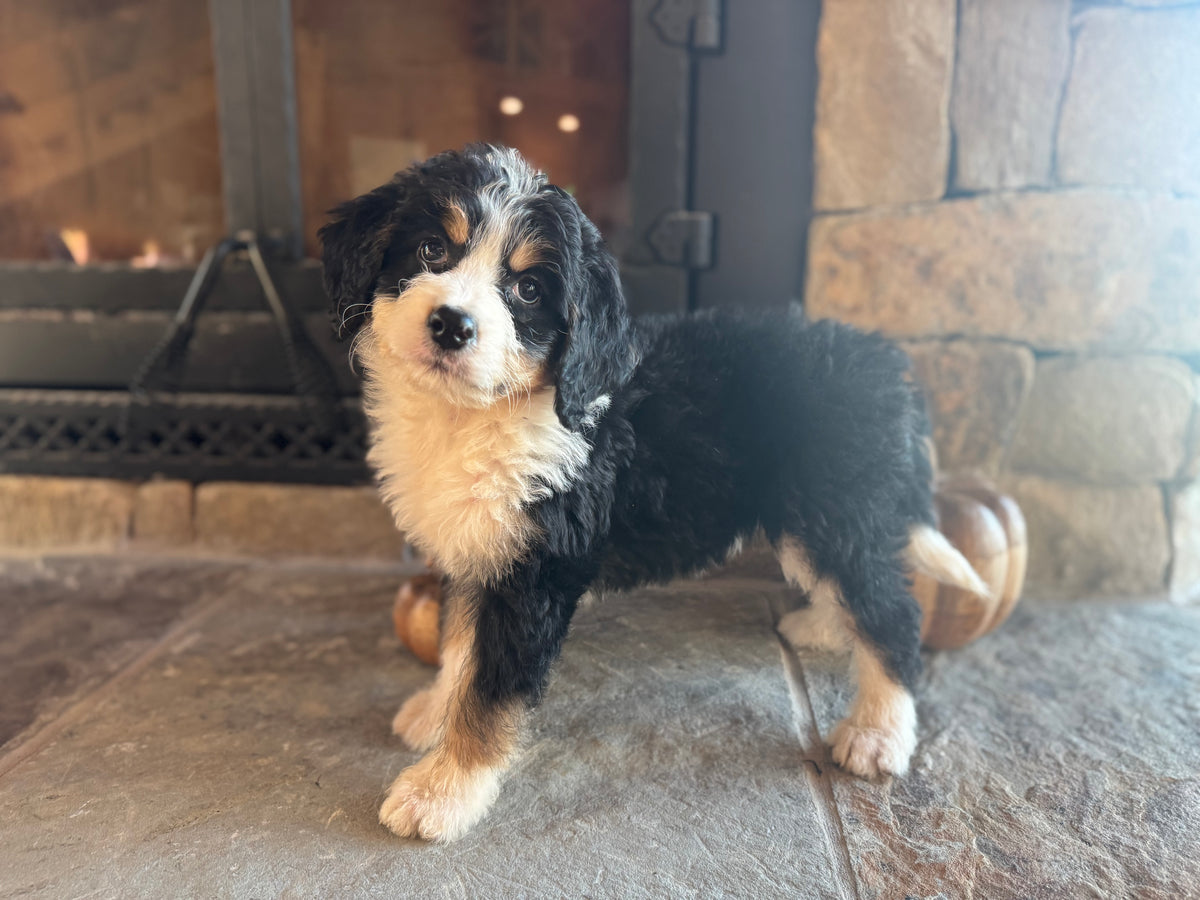 F1 Standard Bernedoodle (female) “Louisa Von Trapp”