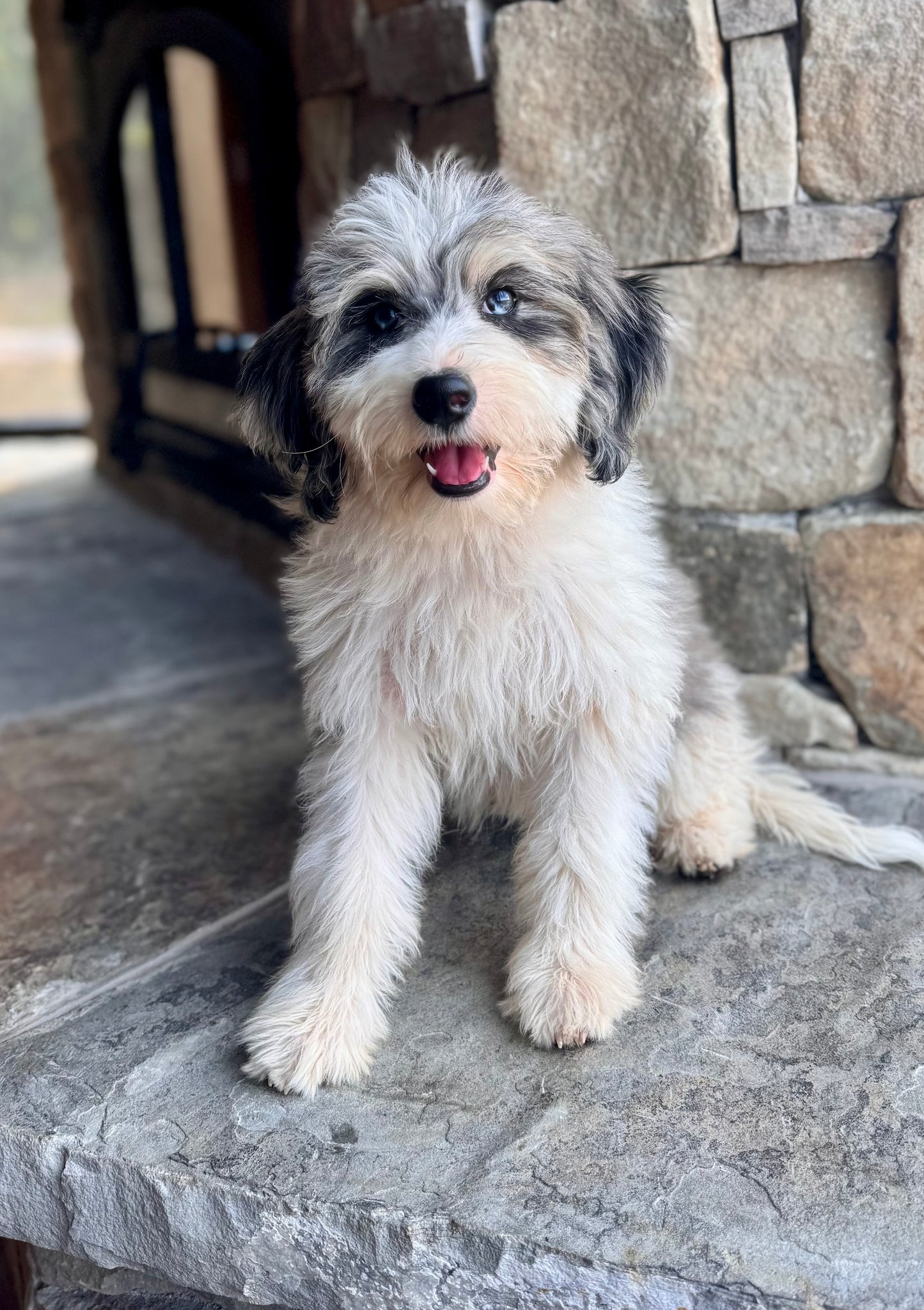 F1B Mini Bernedoodle (female) “Penny”