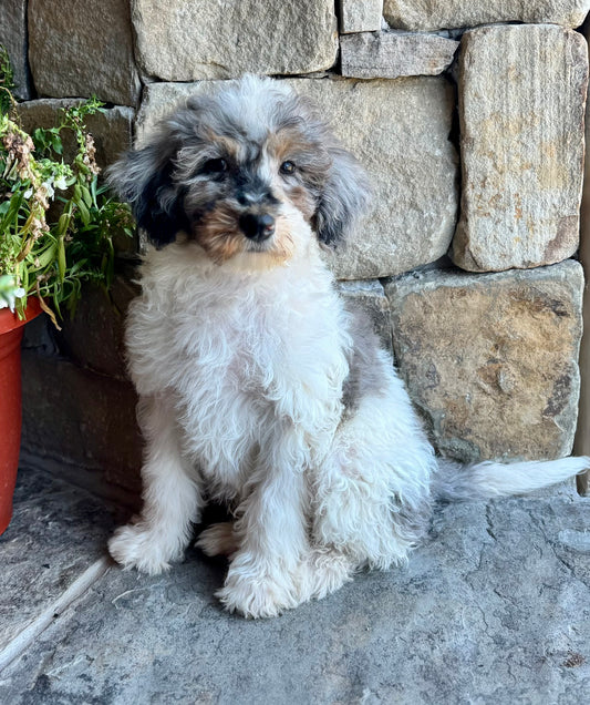 F1B mini Bernedoodle (male) “ Bashful”