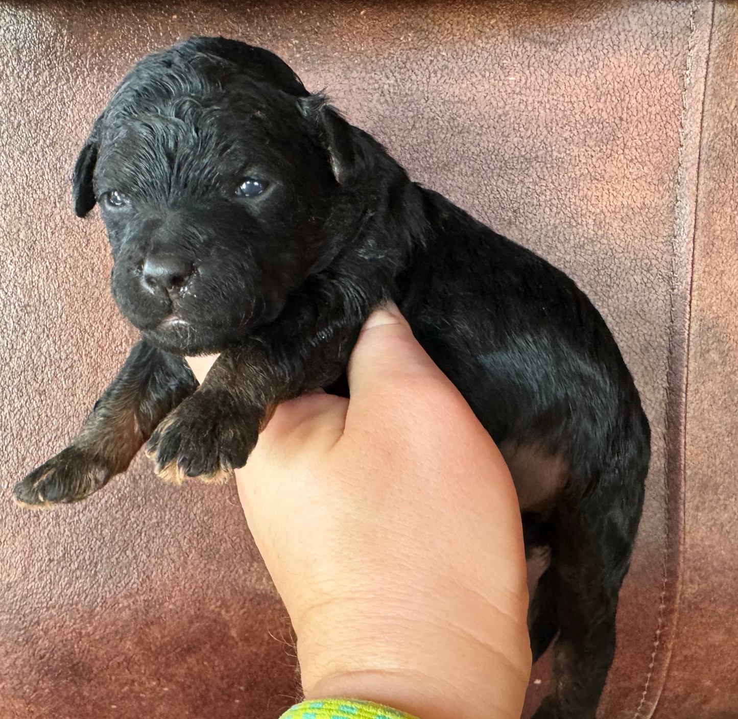 F1BB Micro/Mini Bernedoodle (male) "Thumper”