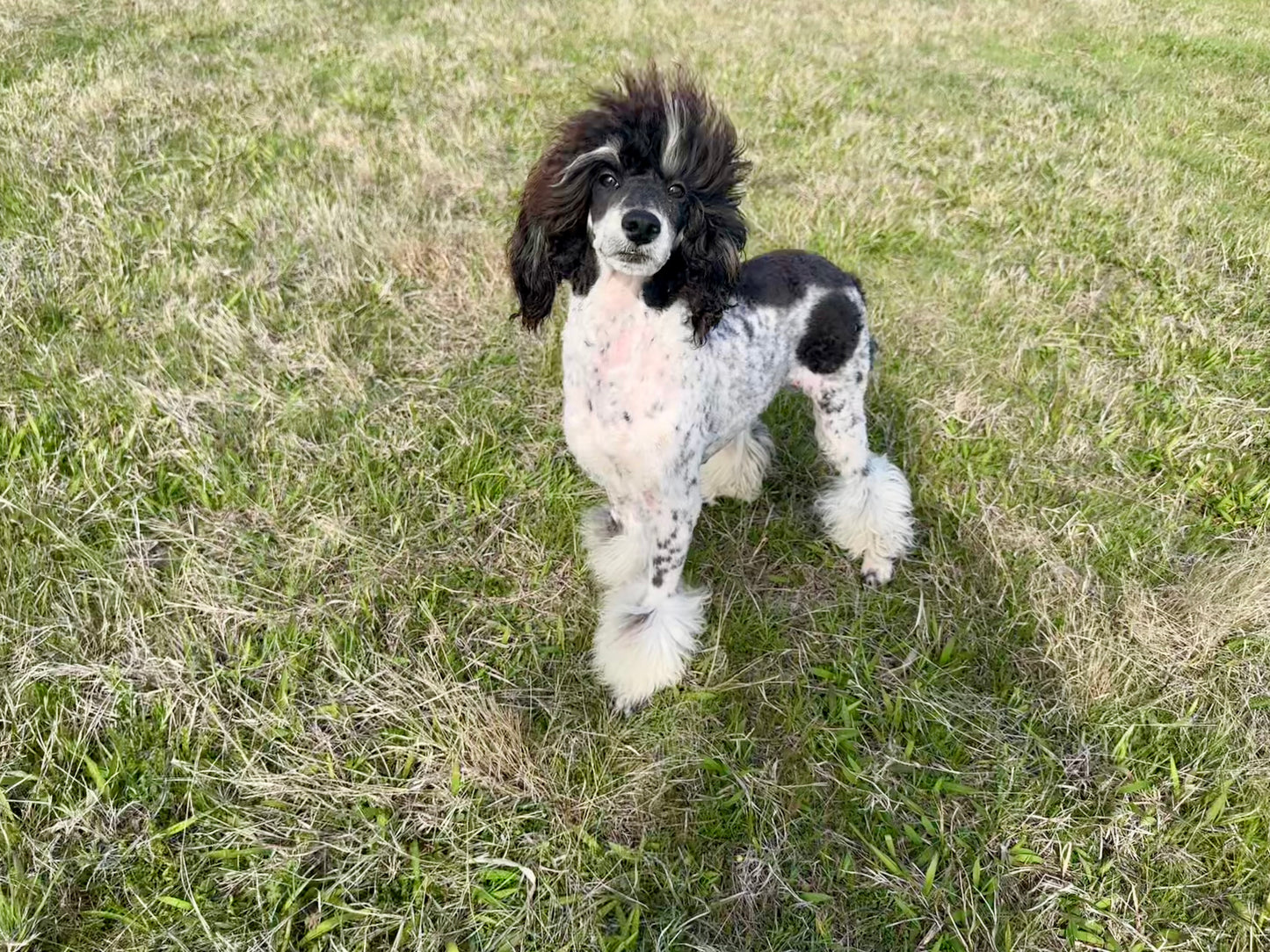 AKC Moyen Poodle "Beth Dutton"