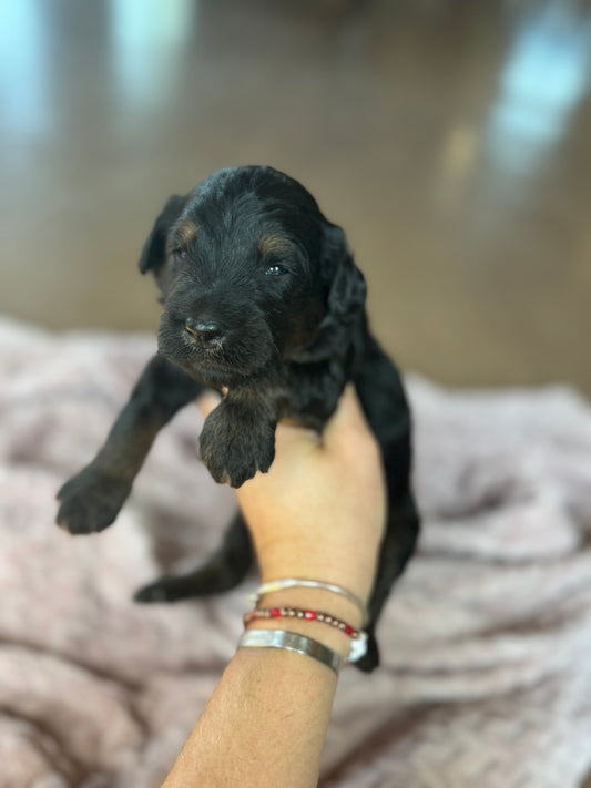 F1B Mini Bernedoodle (female) "Sweet Potato casserole”
