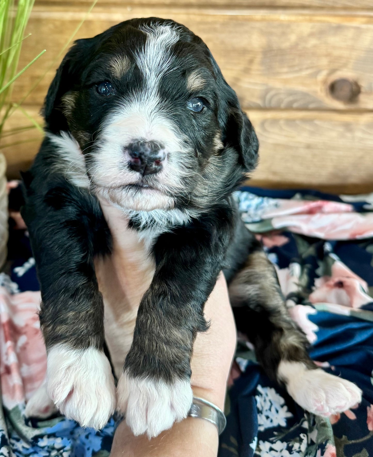 F1 Standard Bernedoodle (female) “Diamond”