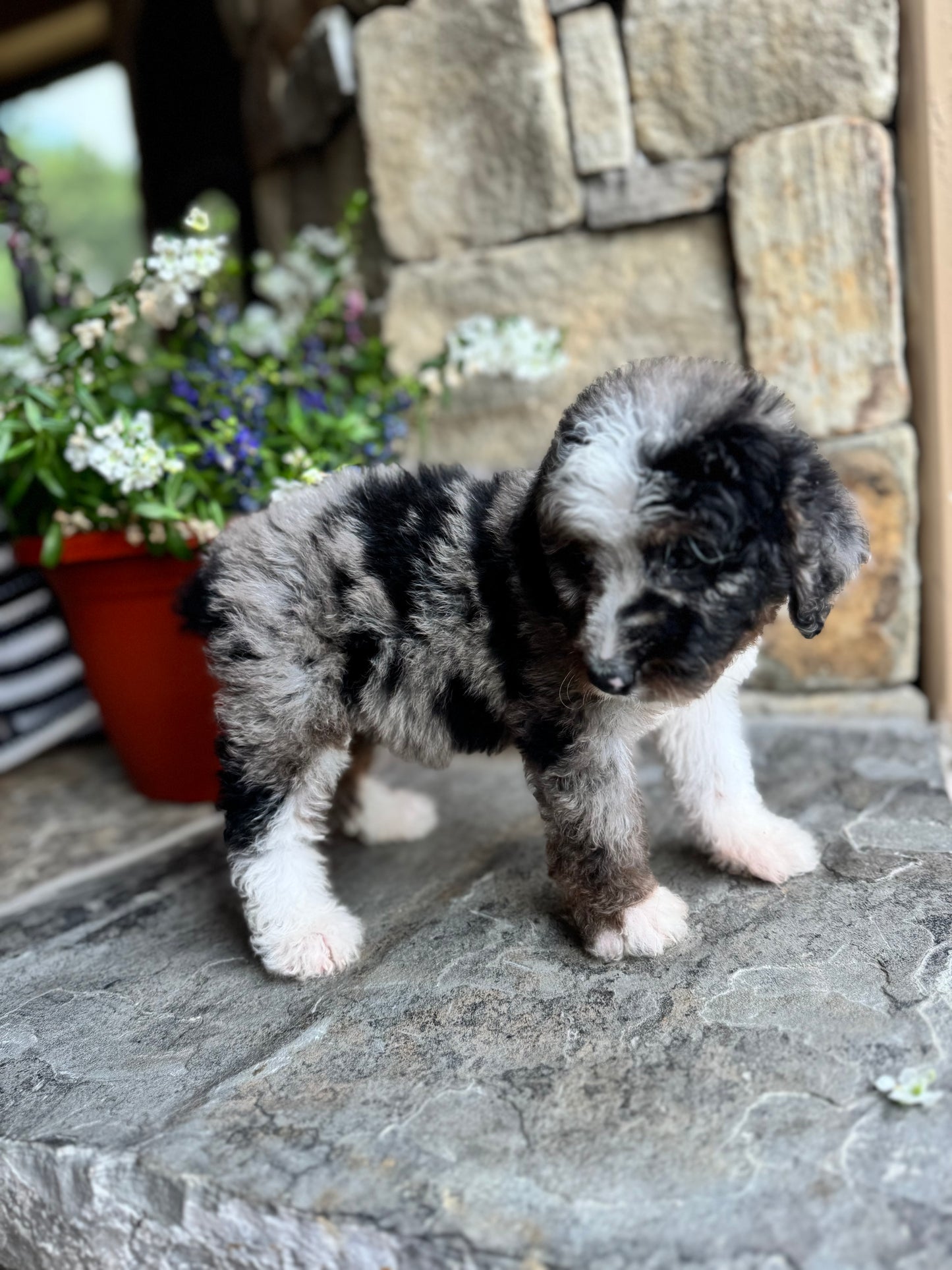 F1B Mini/ Medium Bernedoodle (female) “Coke”