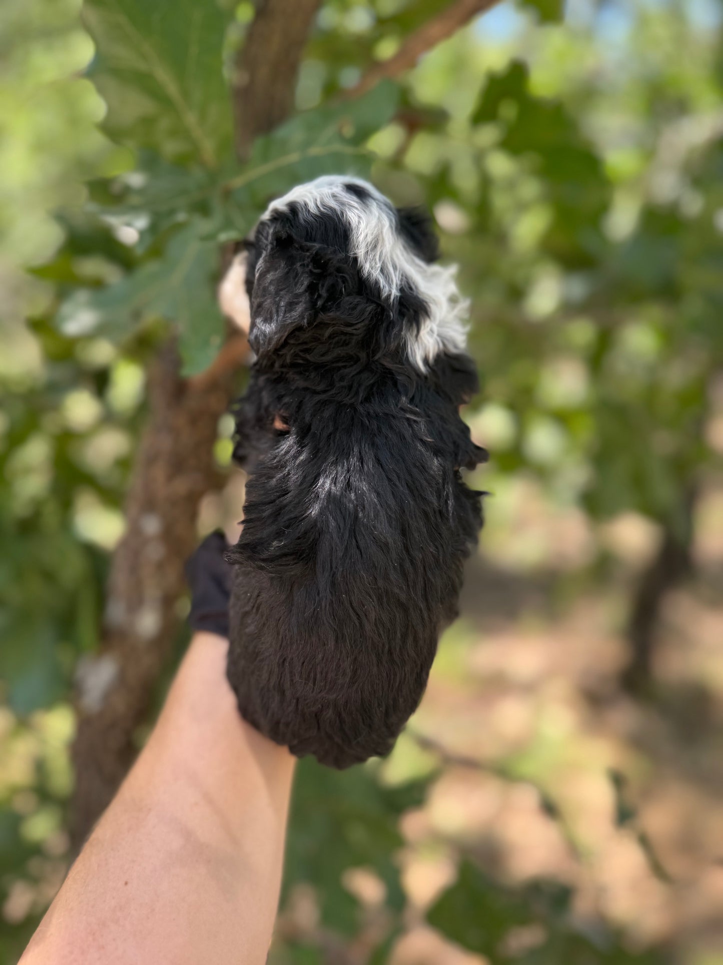 F1bb Micro/Mini Bernedoodle (male) "Oreo Blast"