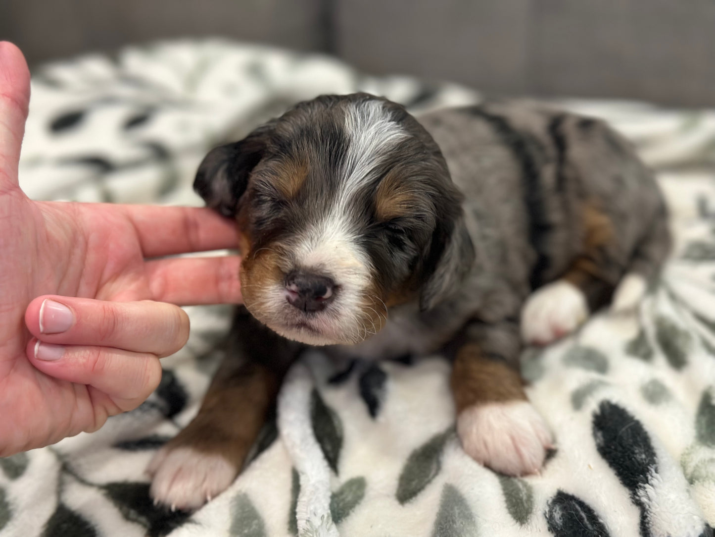 F1 Mini Bernedoodle (male) "Woody"