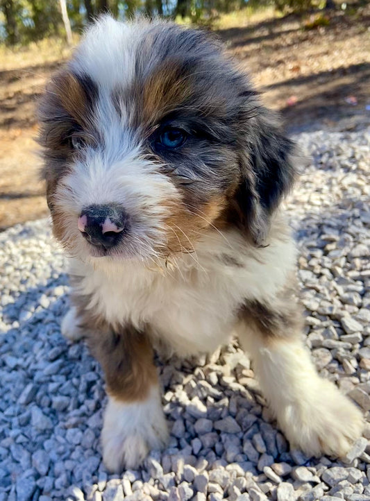 F1 Mini Bernedoodle (male) "andy"