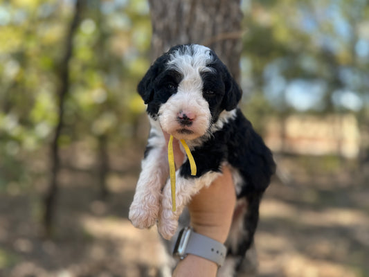 F1b Medium Bernedoodle (Female) "Pumbaa"