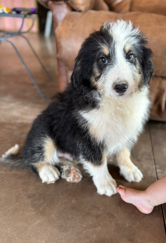 F1 Standard Bernedoodle (male) "Piglet"
