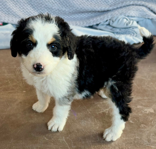 F1B Mini/Medium Bernedoodle (female) "Ginger”