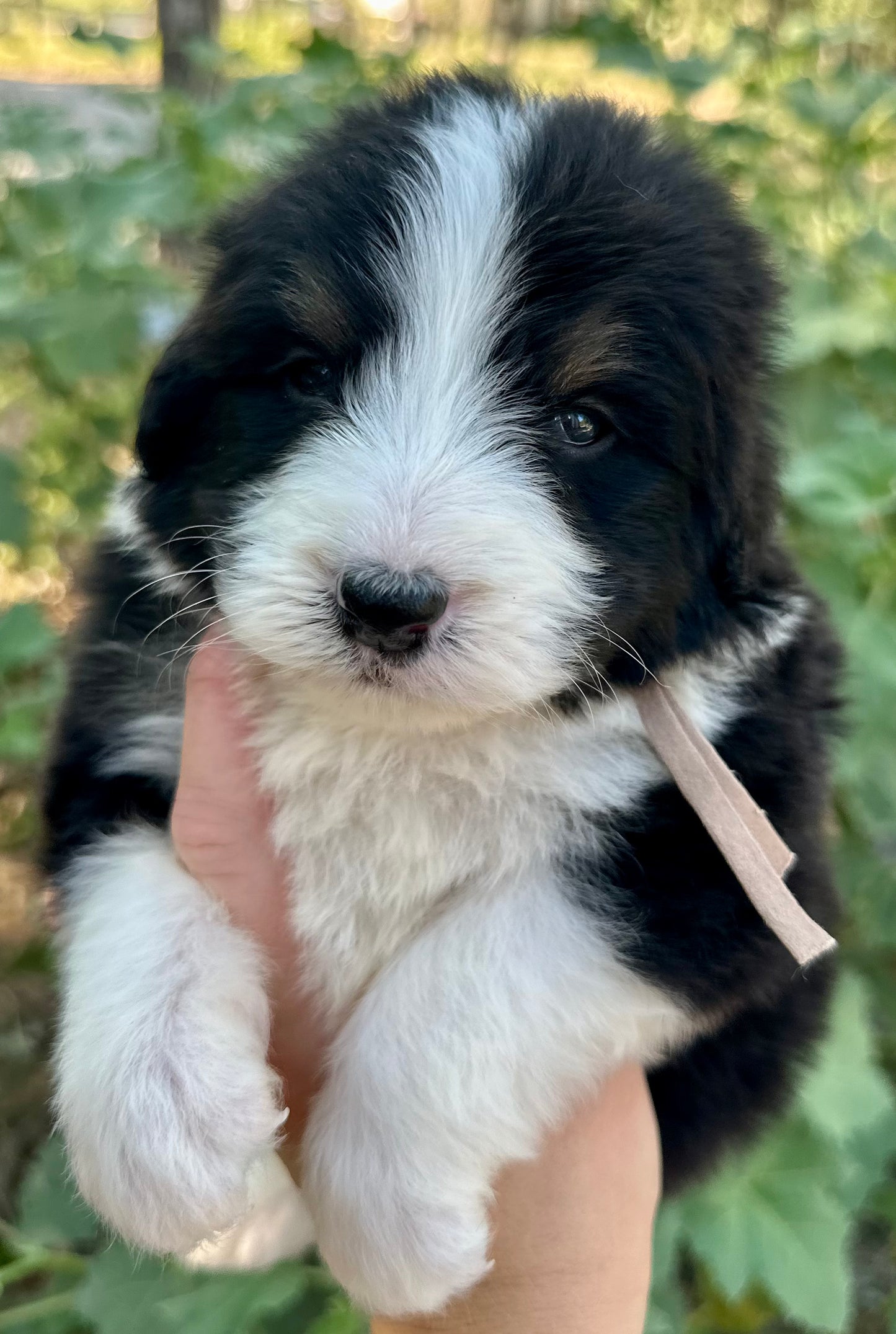 F1 Standard Bernedoodle (Male) "Sunshine"