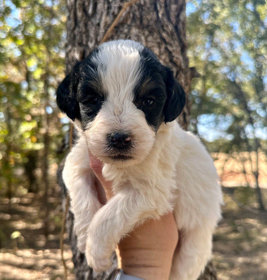 F1b Medium Bernedoodle (Male) "Rafiki"