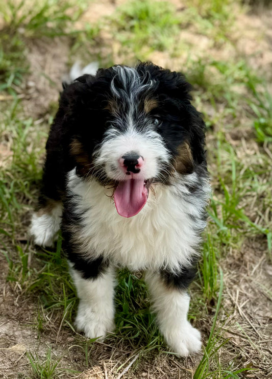 F1 Standard Bernedoodle (male) "black cat"