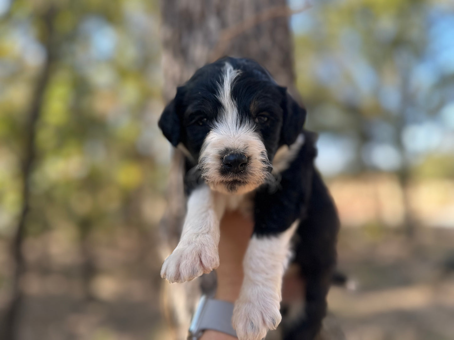 F1b Medium Bernedoodle (Male) "Scar"