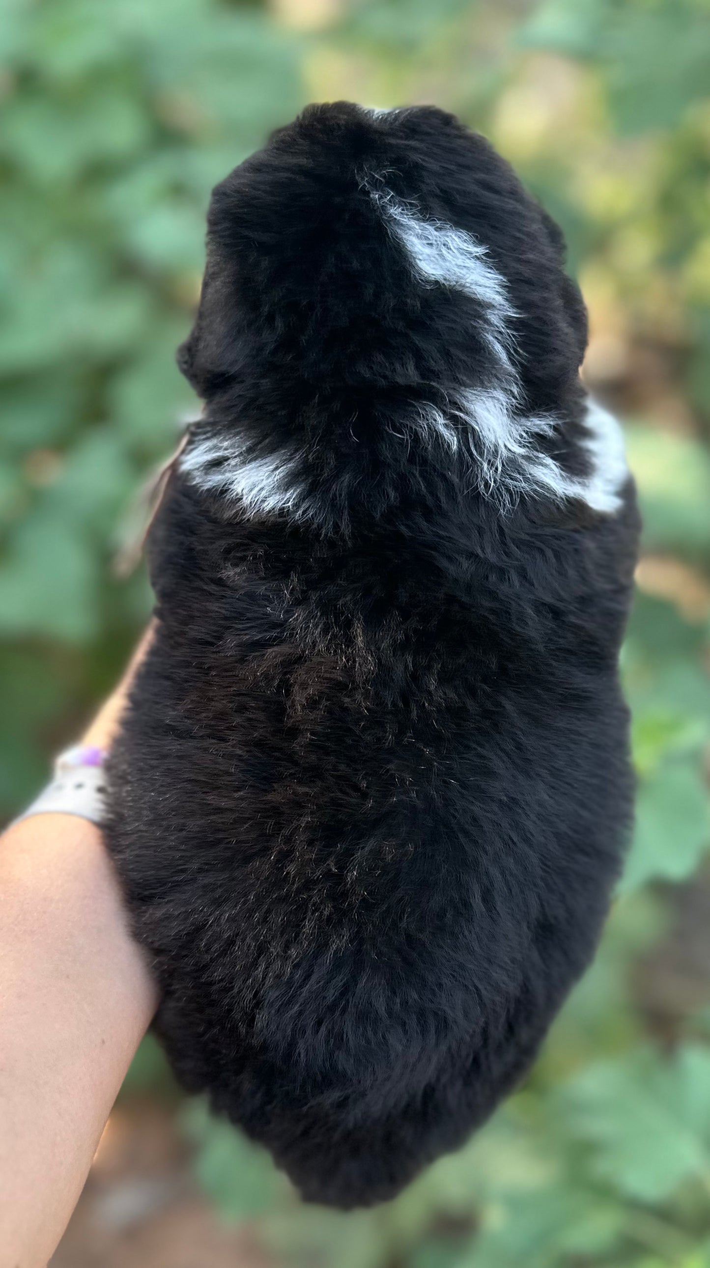 F1 Standard Bernedoodle (Male) "Sunshine"