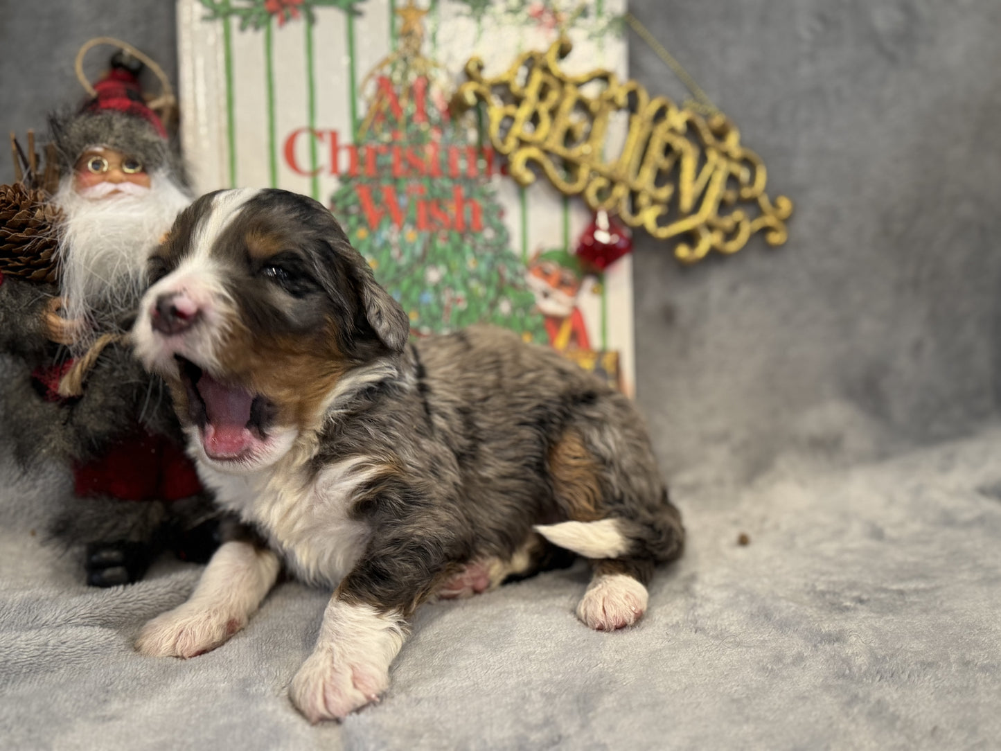 F1 Mini/medium Bernedoodle (male) "Spirit"