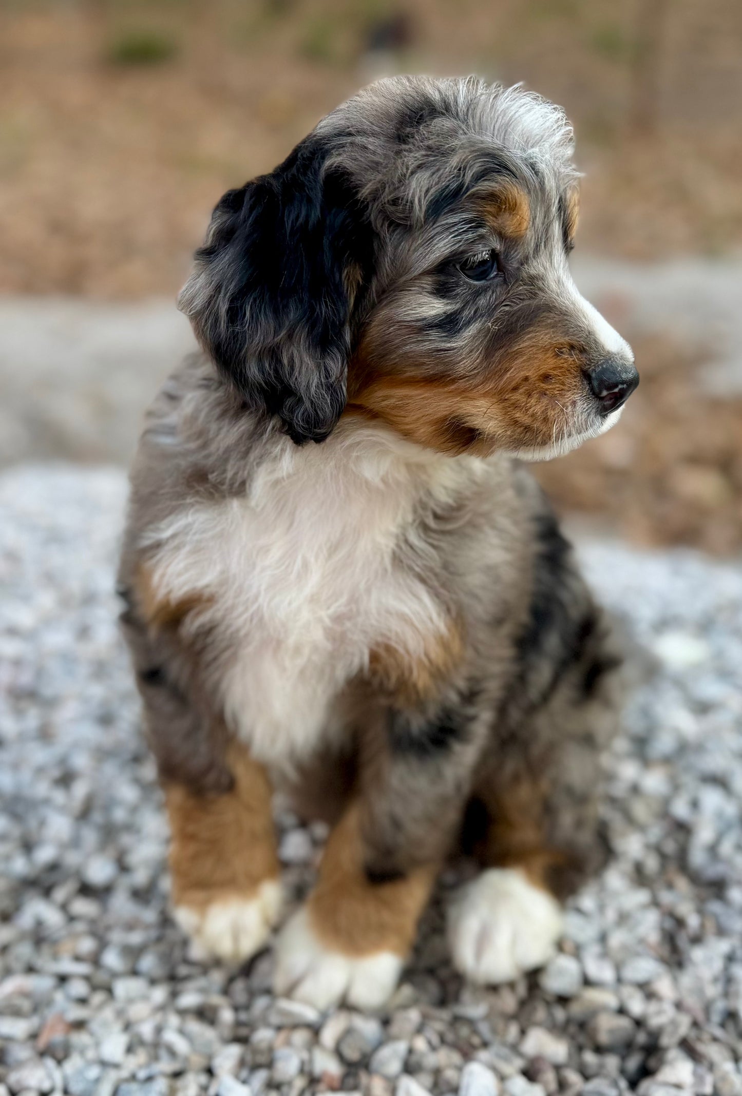 F1 Mini Bernedoodle (male) "Woody"