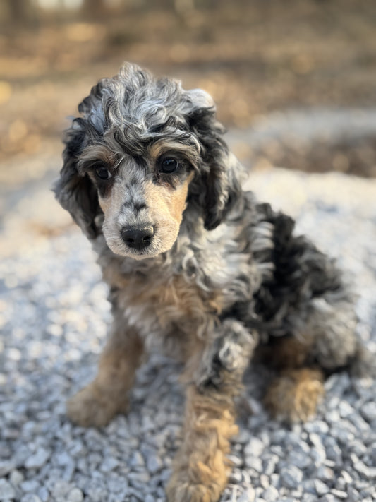 AKC mini poodle - Kiara "female"