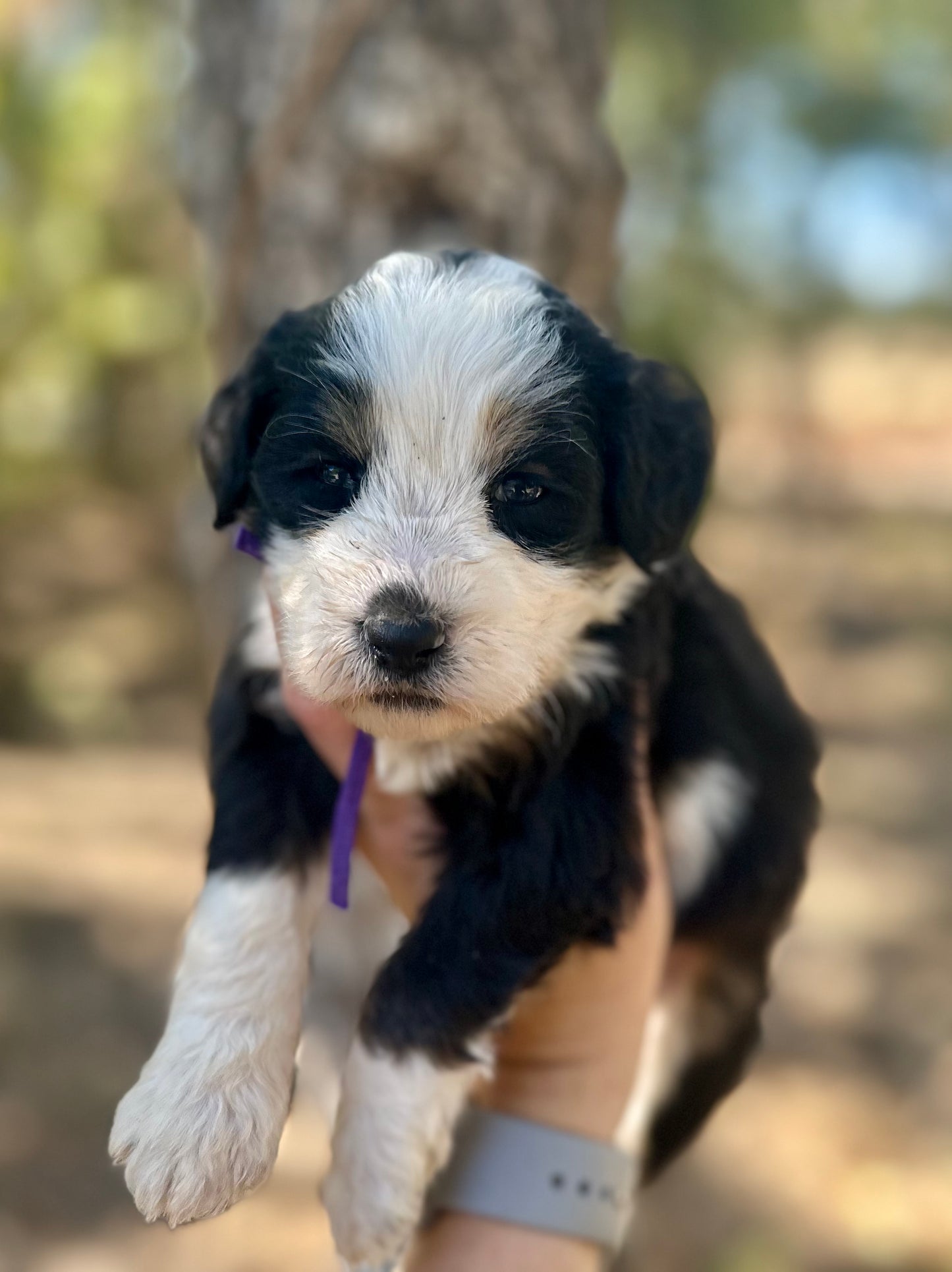 F1B Medium Bernedoodle (Female) "Nala"