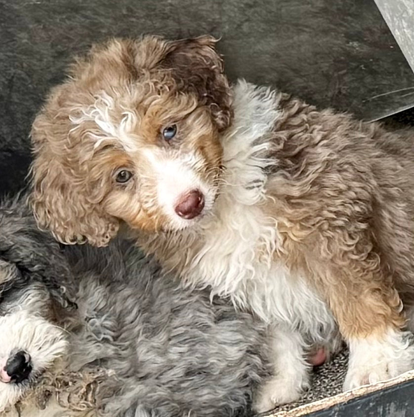 F1B Medium Bernedoodle (male) "Captain Gantu ”