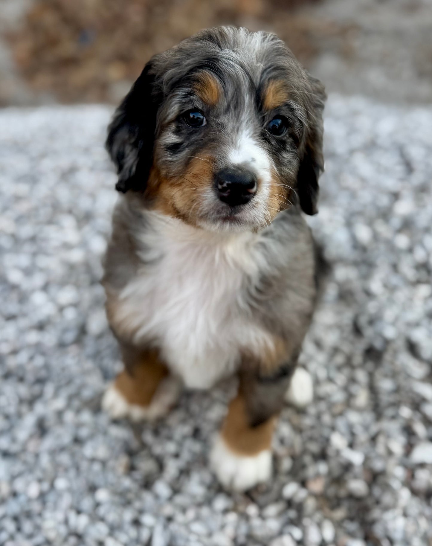 F1 Mini Bernedoodle (male) "Woody"