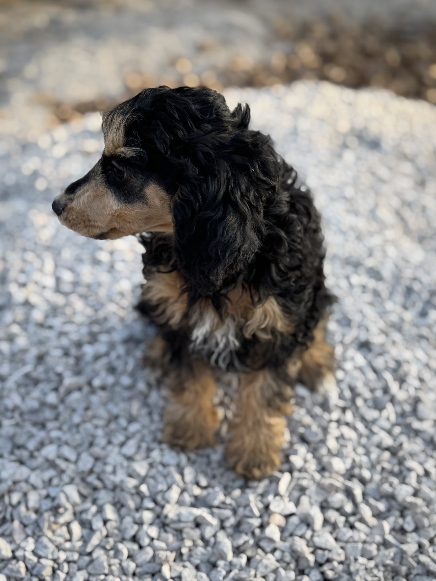 AKC mini poodle- Makini  "female"