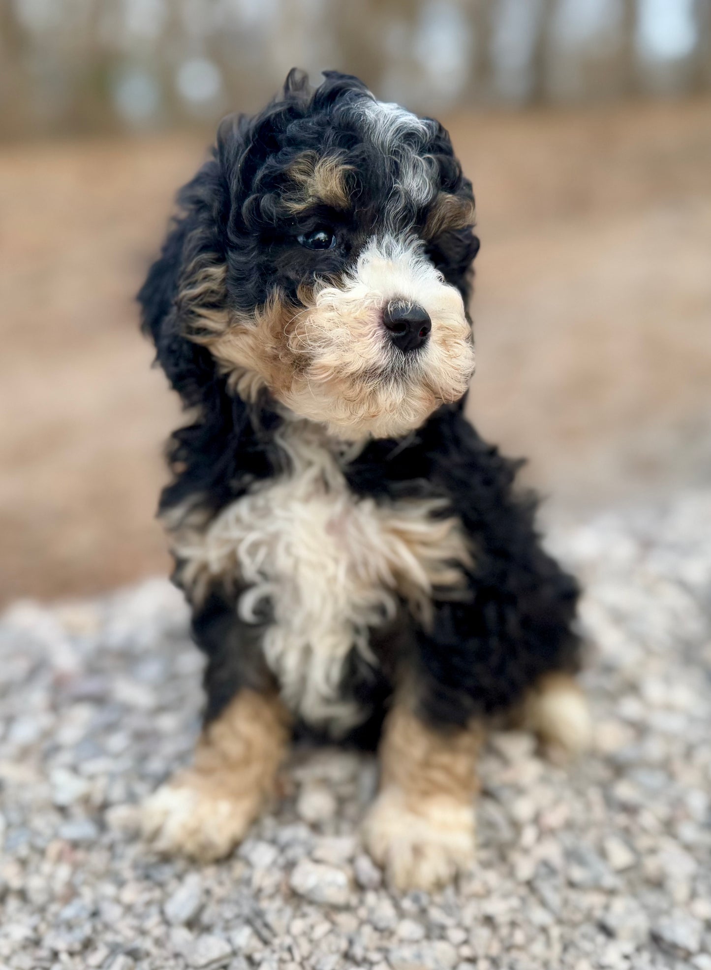 Micro Multigen Bernedoodle (male) "Chandler”