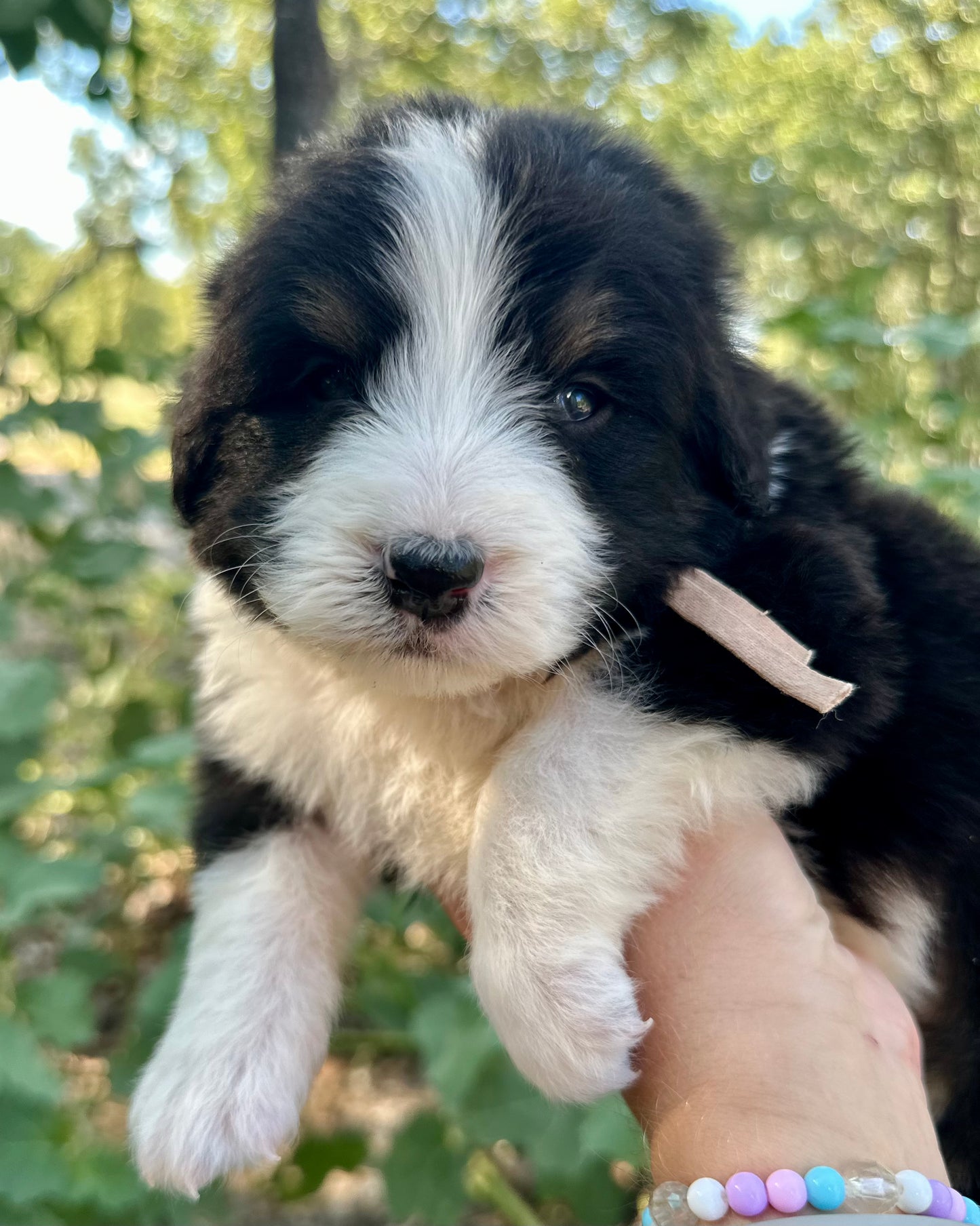 F1 Standard Bernedoodle (Male) "Sunshine"