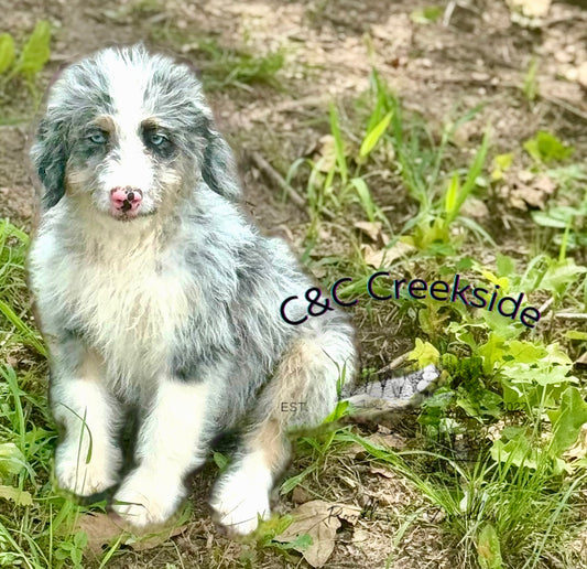 F1B Mini Bernedoodle (Female) "Lilo”