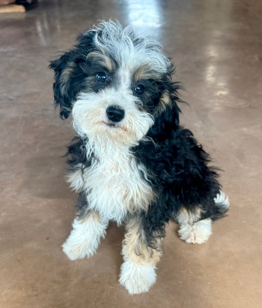 F1bb Micro/Mini Bernedoodle (male) "Oreo Blast"