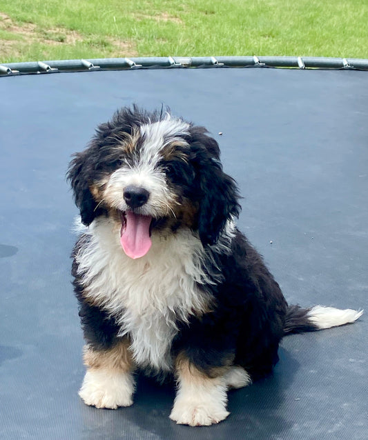 F1 mini Bernedoodle (male) “Zach Bryan”