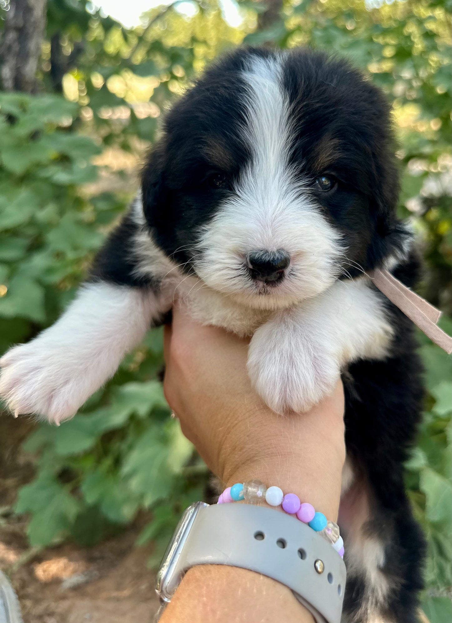 F1 Standard Bernedoodle (Male) "Sunshine"