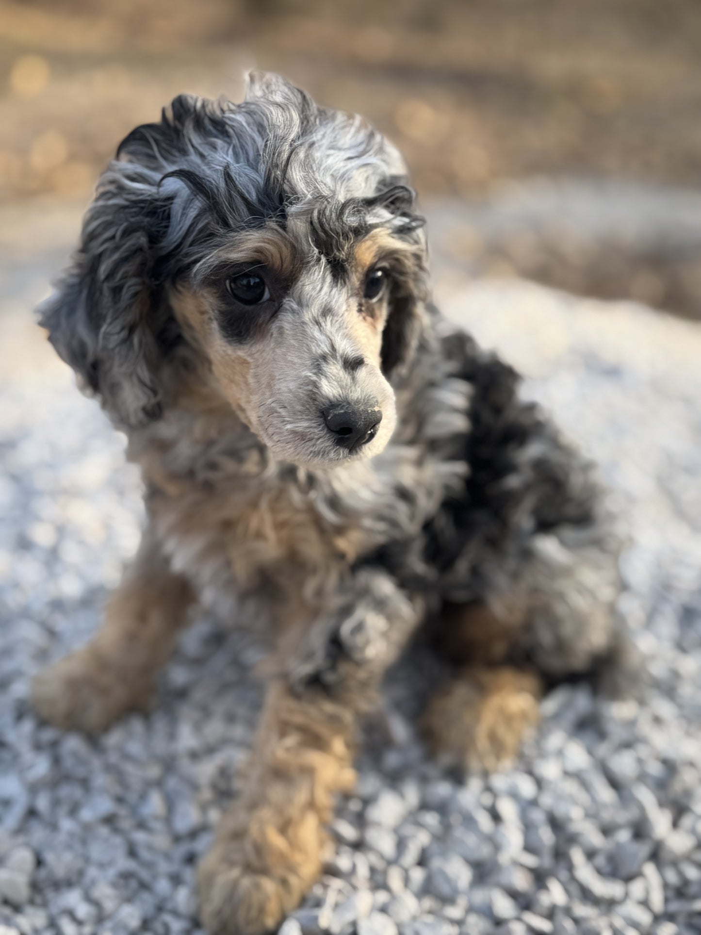 AKC mini poodle - Kiara "female"