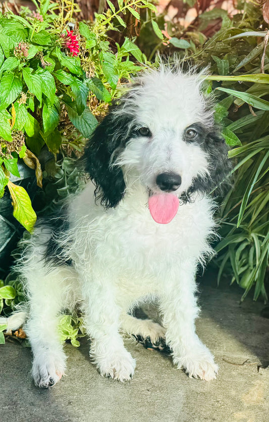 F1B Mini/ Medium Bernedoodle (female) “Diet Pepsi”