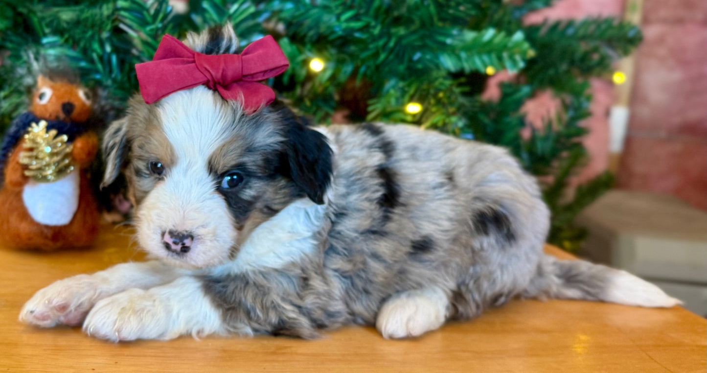 F1 Standard Bernedoodle (female) "Daisy”