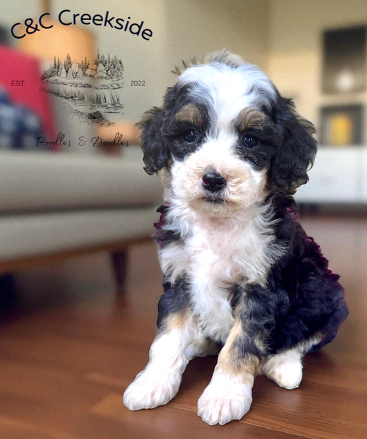 F1bb Micro/Mini Bernedoodle (male) "Oreo Blast"